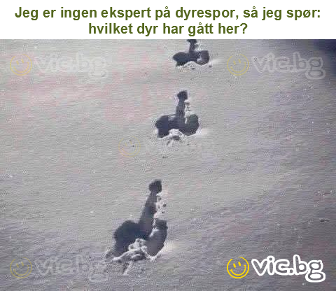 Jeg er ingen ekspert på dyrespor, så jeg spør: hvilket dyr har gått her?