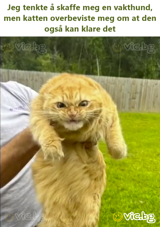 Jeg tenkte å skaffe meg en vakthund, men katten overbeviste meg om at den også kan klare det