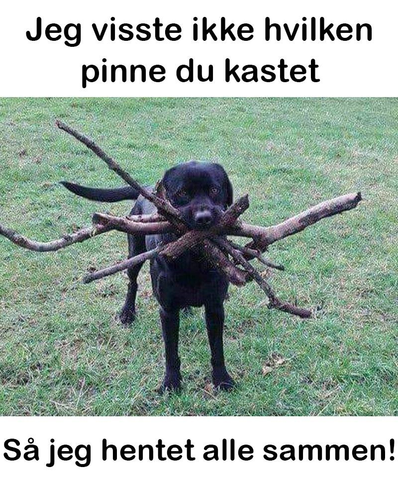 Jeg visste ikke hvilken pinne du kastet Så jeg hentet alle sammen!