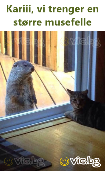 Kariii, vi trenger en større musefelle