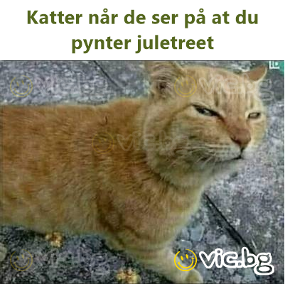 Katter når de ser på at du pynter juletreet