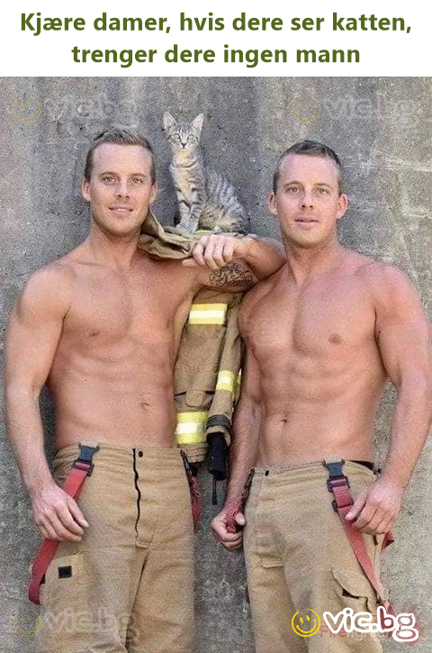 Kjære damer, hvis dere ser katten, trenger dere ingen mann
