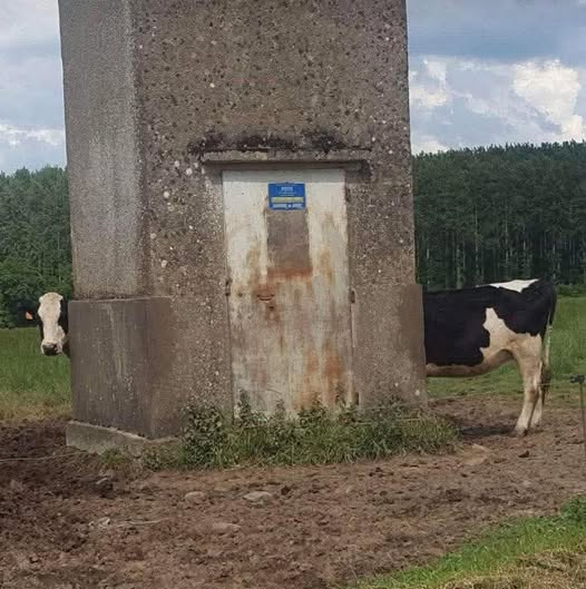 Kjøpt meg ku av rasen Limousin, opp til forventningene å vel så det
