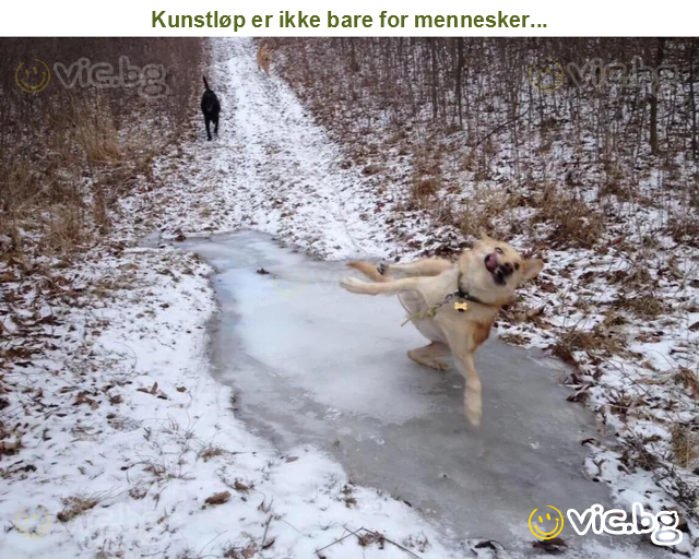 Kunstløp er ikke bare for mennesker...