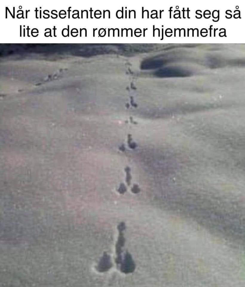 När tissefanten din har fätt seg sà lite at den rommer hjemmefra