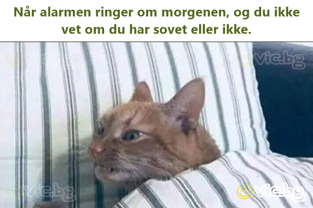 Når alarmen ringer om morgenen, og du ikke vet om du har sovet eller ikke.