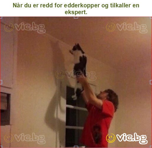Når du er redd for edderkopper og tilkaller en ekspert.