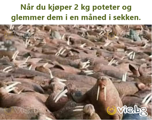 Når du kjøper 2 kg poteter og glemmer dem i en måned i sekken.