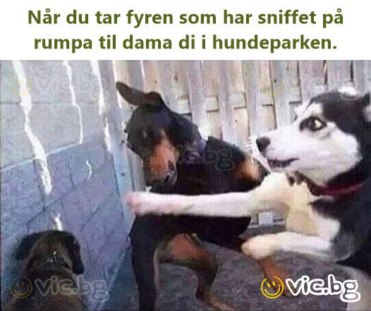 Når du tar fyren som har sniffet på rumpa til dama di i hundeparken.