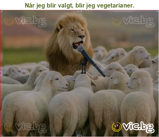 Når jeg blir valgt, blir jeg vegetarianer.