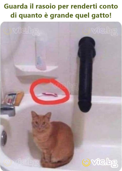 Se på barberhøvelen for å innse hvor stor den katten er!