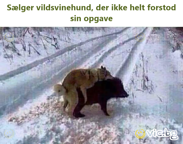 Selger villsvinhund, som ikke helt forsto oppgaven sin
