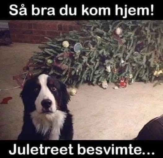 Sà bra du kom hjem! Juletreet besvimte...