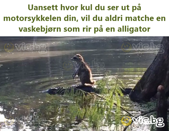 Uansett hvor kul du ser ut på motorsykkelen din, vil du aldri matche en vaskebjørn som rir på en alligator